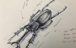 Insect Drawing Square